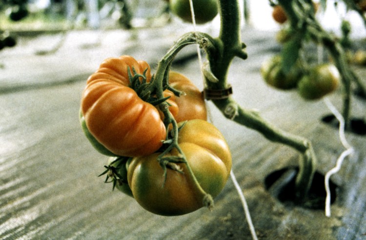tomatoes at the chatham bars inn garden, shot on fuji sensia 200